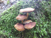 &copy; Zierfischfreunde Immenhausen-Holzhausen